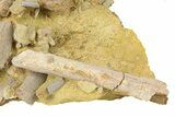 Fossil Dinosaur Bones & Tendons in Sandstone - Wyoming #292635-1